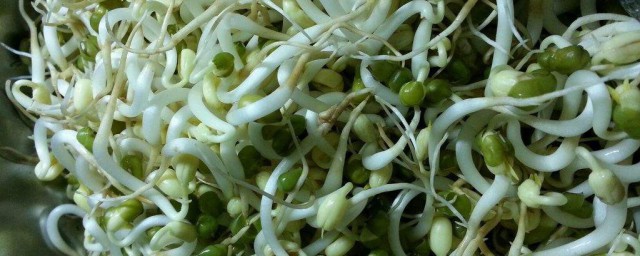 怎麼發豆芽 簡單幾步百分之百成功