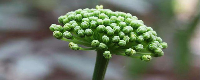 三七花有什麼功效 三七花功效簡述