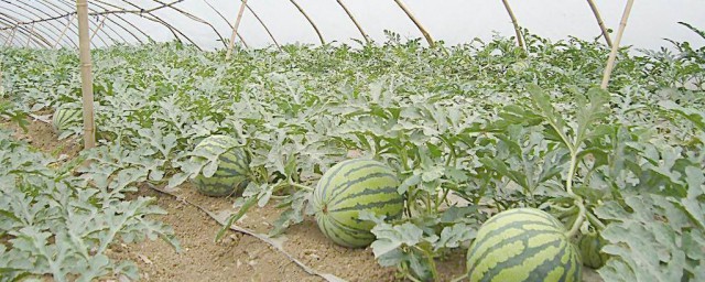 怎麼樣在瓜田裡挑西瓜 在瓜田裡挑西瓜方法