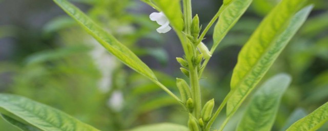 芝麻葉怎麼炒著吃 芝麻葉炒的方法