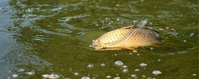 現在怎樣釣鯉魚 有什麼釣魚的技巧