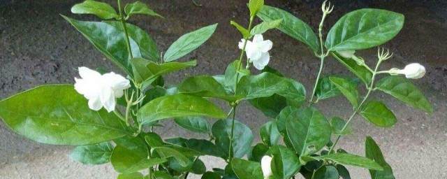 百合茉莉怎麼養 這樣養年年都能開滿盆