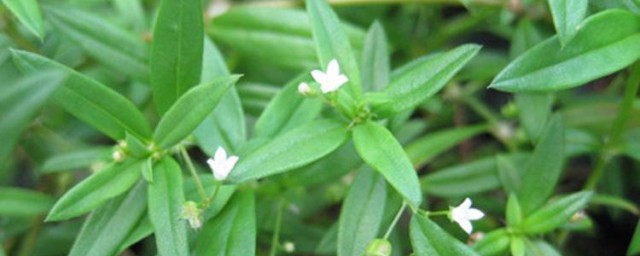 白花蛇舌草的功效 白花蛇舌草的功效作用介紹