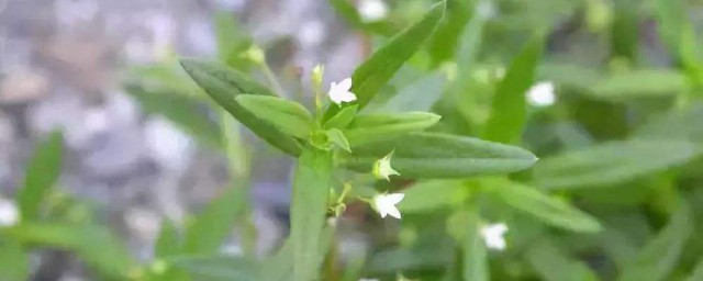 白花蛇舌草的作用與功效 白花蛇舌草的功效與作用有哪些