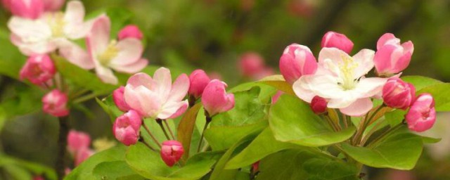 海棠花的種植 海棠花的種植方法