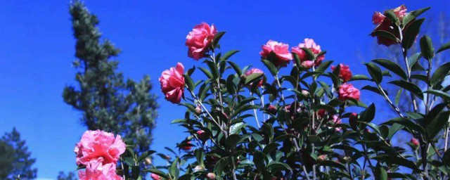 山茶花種植 山茶花怎麼種植