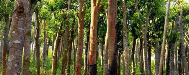 沉香樹種植 如何種植沉香樹