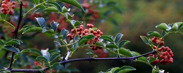 花椒樹的種植 花椒樹的種植方法