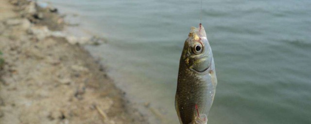 夏天夜晚野釣鯽魚的技巧 夏天夜晚野釣鯽魚的技巧介紹