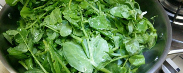 豆苗怎麼保存不老 豆苗菜如何保存