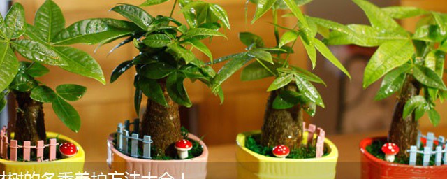 盆栽盆景養花方法 如何養花