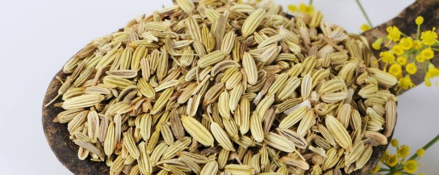 小茴香功效 茴香的介紹