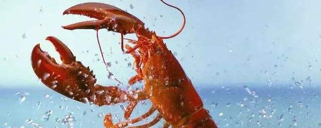 龍蝦活體怎麼保存 保存方法介紹