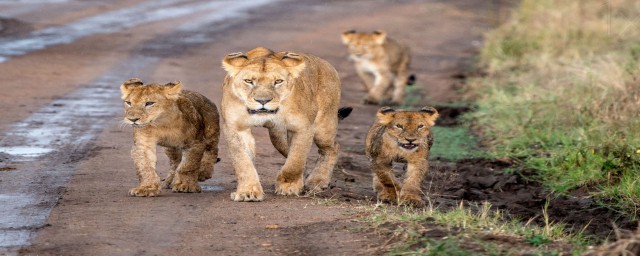 野生動物和不是野生動物區別 野生動物和不是野生動物區別是什麼