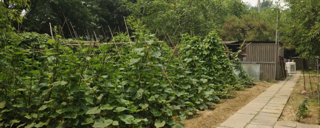 圍菜園的方法 具體需要怎麼圍