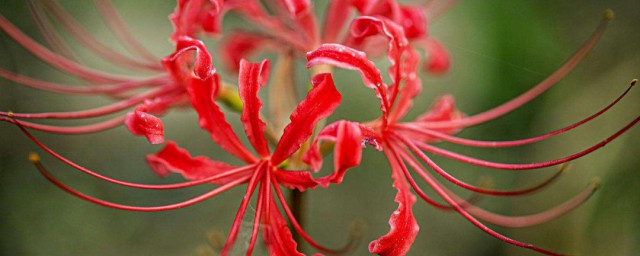 種花實用小技巧 養花學會這些小技巧