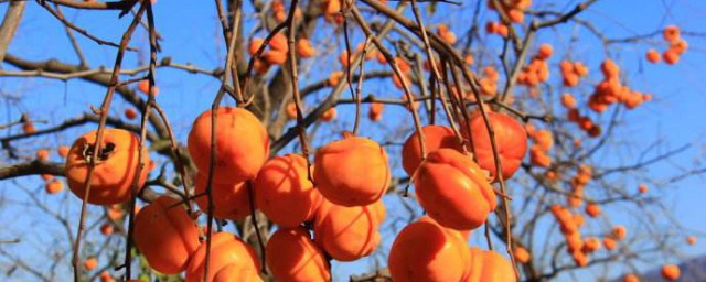 吃什麼幫助祛痰 哪些食物有助於祛痰