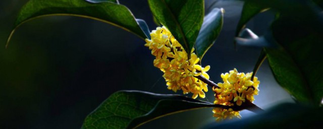 贊美八月桂花香的句子 桂花唯美句子