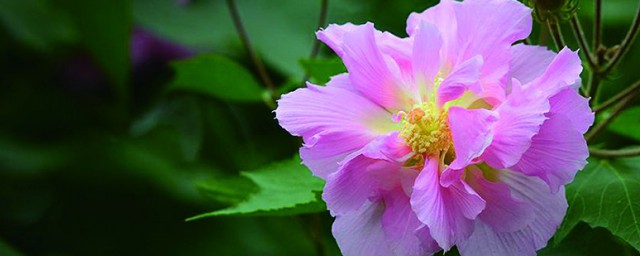 芙蓉花的養殖方法 如何養殖芙蓉花