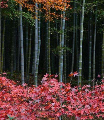 嵐山 Arashiyama 