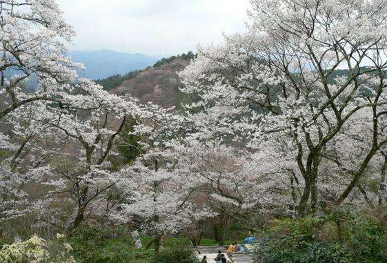 吉野山 Mount Yoshino 