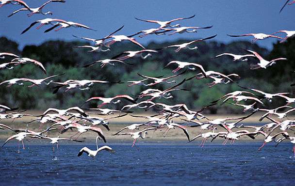 本達拉野生公園 Bundala National Park 