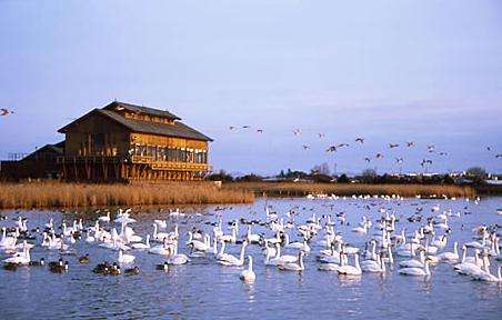 米子水鳥公園 Yonago Waterfowl Sanctuary 