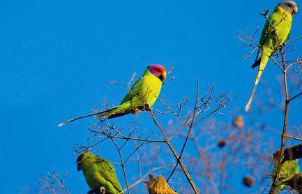 吉爾國家公園和野生動物保護區 Gir National Park & Wildlife Sanctuary 