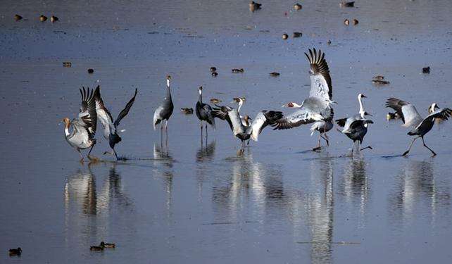 注南貯水池 Junam Wetlands 