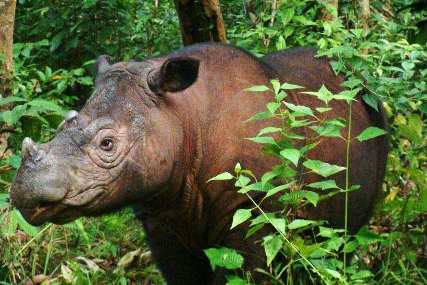 雙溪杜順犀牛保護中心 Sungai Dusun Rhino Conservation Centre 