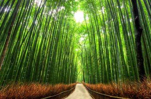 佐加野竹林 Sagano Bamboo Forest 