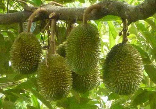 寶盛榴槤園 Bao Sheng Durian Farm 