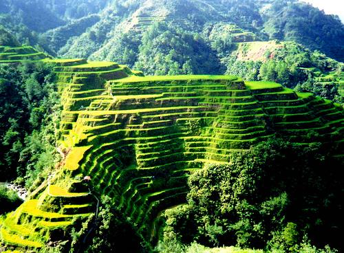 菲律賓科迪勒拉山的水稻梯田 Rice Terraces of the Philippine Cordilleras 