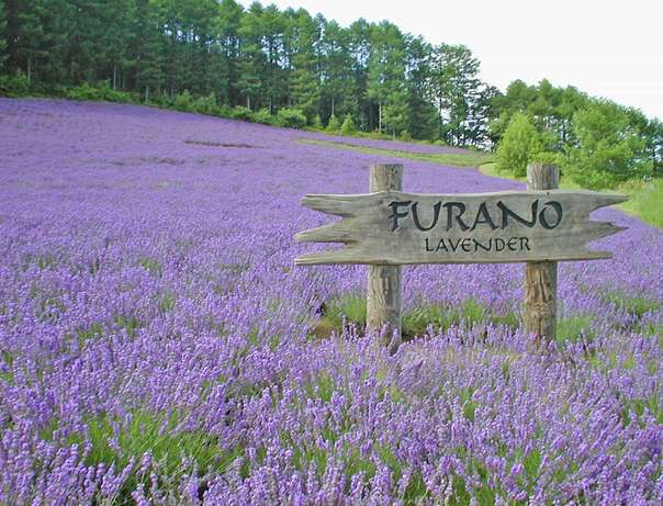 富良野市 Furano Hokkaidō 