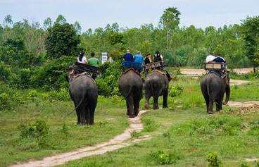 芭堤雅大象村 Pattaya Elephant Village 