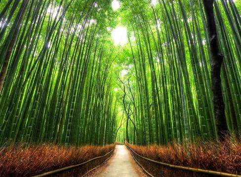 竹徑 Bamboo Path 