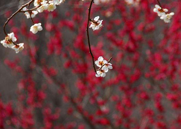 秋間梅林 Akima Plum Grove 