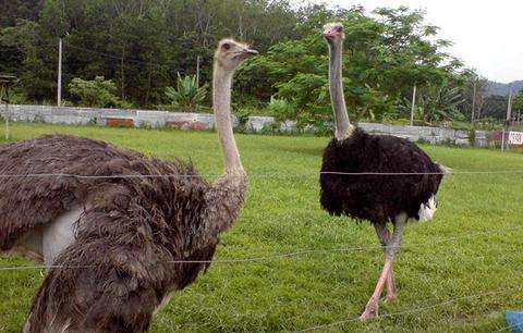 遮麗塔鴕鳥園 Jelita Ostrich Farm 