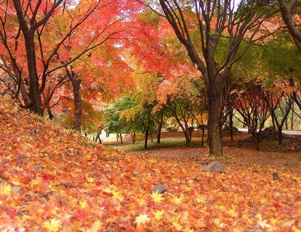 內藏山國立公園 Naejangsan National Park 