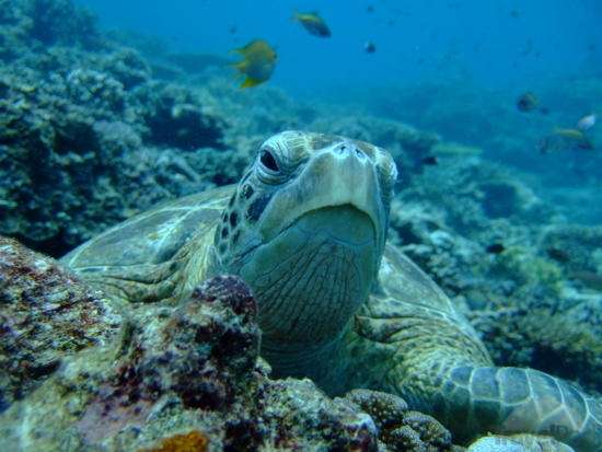 海龜島國家公園 Turtle Islands National Park 