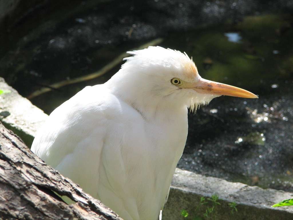 朝鮮中央動物園 Korea Central Zoo 