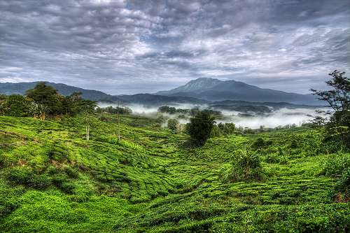 沙巴茶園 Sabah Tea Garden 