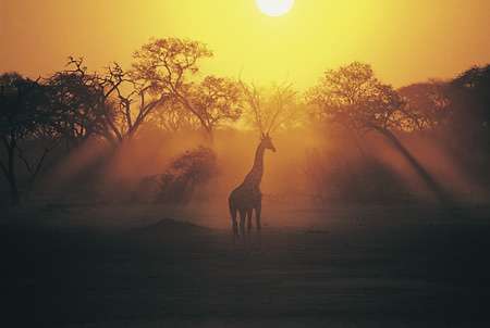 南盧安瓜國家公園 South Luangwa National Park 