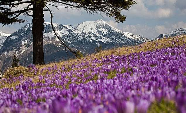 阿爾卑斯牧場 Velika Planina 