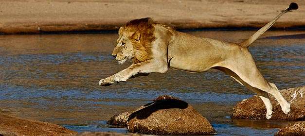 魯阿哈國家公園 Ruaha National Park 