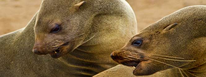 十字角海豹保護區 Cape Cross Seal Reserve 