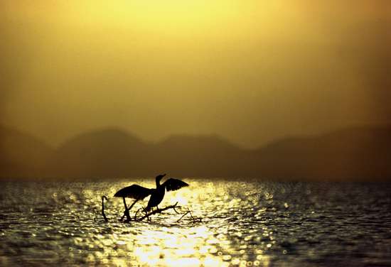 奈瓦沙湖 Lake Naivasha 