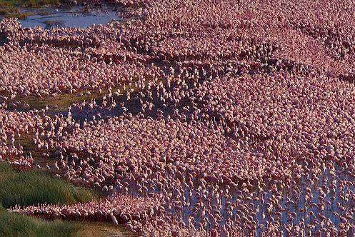 納庫魯湖 lake Nakuru 