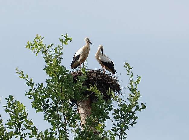 鸛之村 Stork Village 