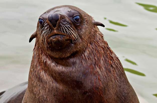 康沃爾海豹保護區 Cornish Seal Sanctuary 